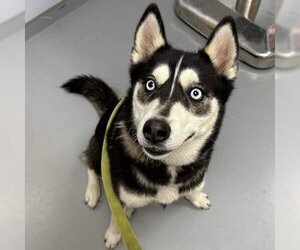 Siberian Husky Dogs for adoption in Gwinn, MI, USA
