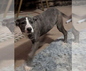 Catahoula Leopard Dog-German Shepherd Dog Mix Dogs for adoption in Alexander, AR, USA