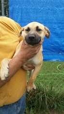 Medium Photo #1 German Shepherd Dog-Unknown Mix Puppy For Sale in Texarkana, TX, USA
