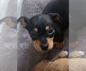 Chiweenie Dogs for adoption in Oakland Park, FL, USA