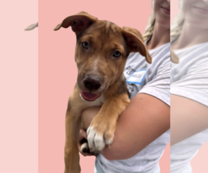 Labrador Retriever-Unknown Mix Dogs for adoption in Rockville, MD, USA