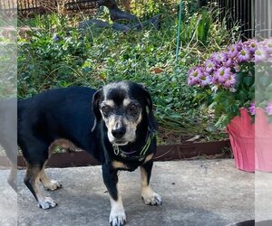 Daug Dogs for adoption in Fruitland, SC, USA
