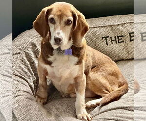 Bagle Hound Dogs for adoption in Batavia, OH, USA
