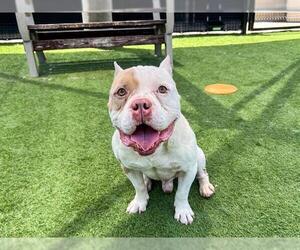 American Bulldog Dogs for adoption in Orange, CA, USA