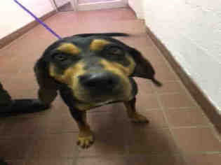 Black and Tan Coonhound-Unknown Mix Dogs for adoption in Waynesville, NC, USA