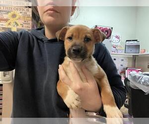 Chow Chow-Unknown Mix Dogs for adoption in Tulsa, OK, USA