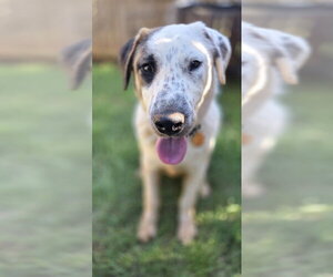Australian Shepherd-Unknown Mix Dogs for adoption in Oklahoma City, OK, USA