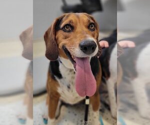 Beagle Dogs for adoption in Muskegon, MI, USA