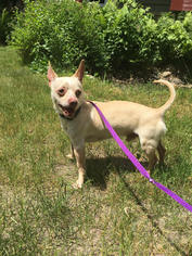 Chihuahua Dogs for adoption in Chaska, MN, USA