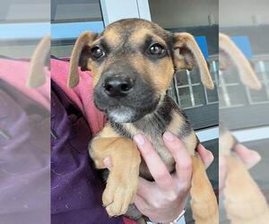 American Pit Bull Terrier Dogs for adoption in Baytown, TX, USA