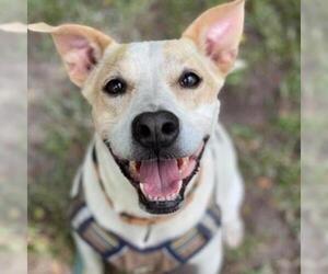 Greyhound Dogs for adoption in Freeport, FL, USA