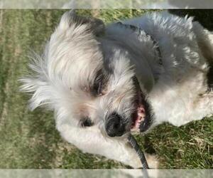 Maltipoo Dogs for adoption in Pacolet, SC, USA
