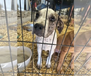 Catahoula Leopard Dog Dogs for adoption in Stover, MO, USA