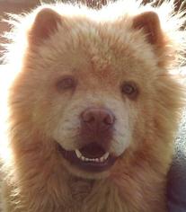 Chow Chow Dogs for adoption in Joplin, MO, USA