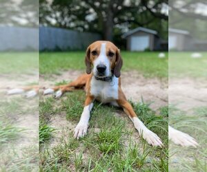Mutt Dogs for adoption in Mount Pleasant, SC, USA