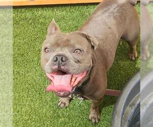 American Bulldog-Unknown Mix Dogs for adoption in Las Vegas, NV, USA