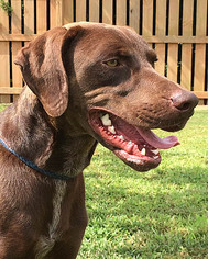 German Shorthaired Lab Dogs for adoption in Point Pleasant, PA, USA