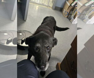 Labrador Retriever-Unknown Mix Dogs for adoption in Evansville, IN, USA