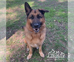 German Shepherd Dog Dogs for adoption in Irvine, CA, USA