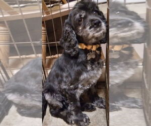 Cocker Spaniel Dogs for adoption in Sioux Falls, SD, USA