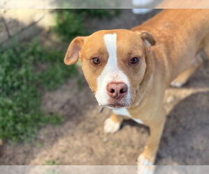 American Pit Bull Terrier Dogs for adoption in Tulsa, OK, USA