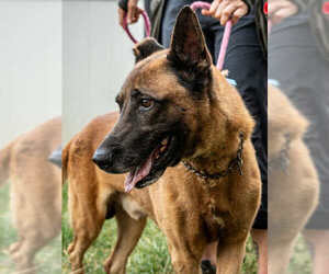 Mutt Dogs for adoption in Imlay City, MI, USA