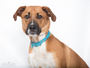 Labrador Retriever Dogs for adoption in Franklin, TN, USA