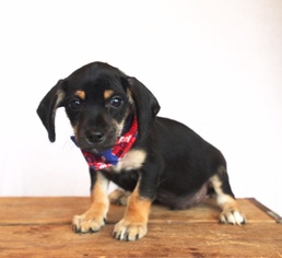 Medium Photo #1 Dachshund Puppy For Sale in Carrollton, TX, USA