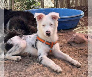 Australian Shepherd Dogs for adoption in Cedar Crest, NM, USA