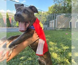 American Pit Bull Terrier-Unknown Mix Dogs for adoption in Murfreesboro, TN, USA
