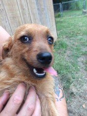 Mutt Dogs for adoption in KILGORE, TX, USA