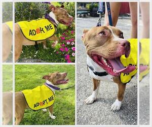 American Pit Bull Terrier-Unknown Mix Dogs for adoption in Westminster, MD, USA