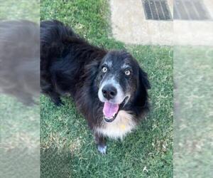Australian Shepherd-Unknown Mix Dogs for adoption in Plano, TX, USA