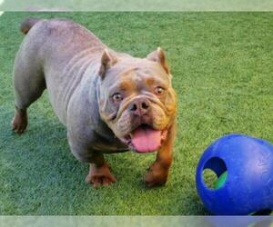 Bulldog Dogs for adoption in Orange, CA, USA