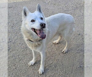 German Shepherd Dog-Unknown Mix Dogs for adoption in Las Vegas, NV, USA