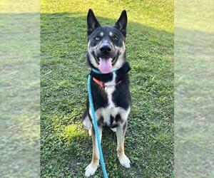 German Shepherd Dog Dogs for adoption in Sacramento, CA, USA