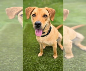 Mutt Dogs for adoption in Rockaway, NJ, USA