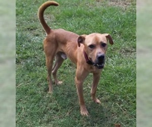 Boxador Dogs for adoption in Glenwood, GA, USA