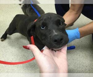 American Pit Bull Terrier Dogs for adoption in Riverside, CA, USA