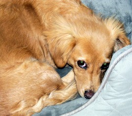 Medium Photo #1 Dachshund-Unknown Mix Puppy For Sale in Lewisburg, TN, USA