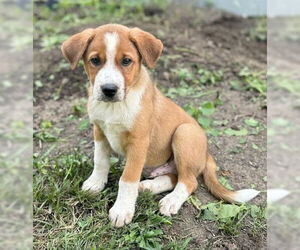 Australian Shepherd-Unknown Mix Dogs for adoption in Genesee, WI, USA