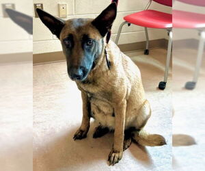 Mutt Dogs for adoption in Derwood, MD, USA