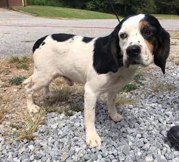 Bocker Dogs for adoption in Williston, VT, USA