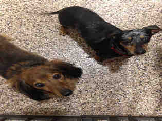 Dachshund Dogs for adoption in Frisco, CO, USA