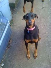 Doberman Pinscher Dogs for adoption in Bixby, OK, USA