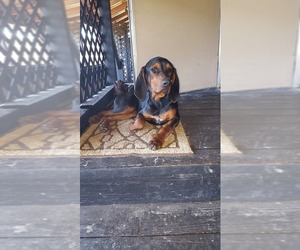 Black and Tan Coonhound Dogs for adoption in Sanderson, FL, USA