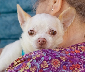 Chihuahua Dogs for adoption in Pittsburg, CA, USA