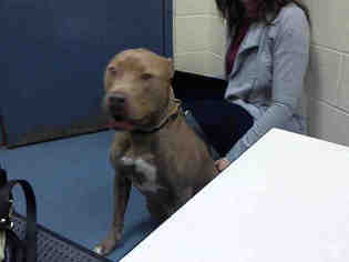 American Pit Bull Terrier Dogs for adoption in Pittsburgh, PA, USA