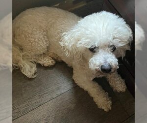 Bichon Frise Dogs for adoption in Madisonville, TN, USA