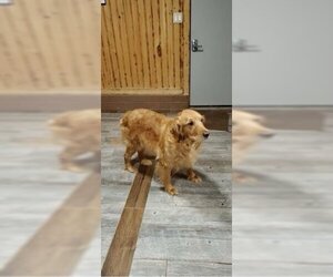 Golden Retriever Dogs for adoption in Plantation, FL, USA